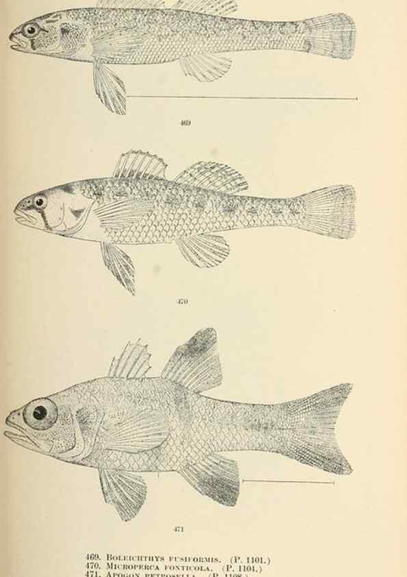 Reproducción/Reproduction 7983459623: The fishes of North and Middle America :. Washington :Smithsonian Institution, United States National Museum,1896-1900.