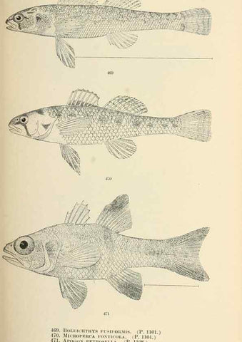 Reproducción/Reproduction 7983459623: The fishes of North and Middle America :. Washington :Smithsonian Institution, United States National Museum,1896-1900.