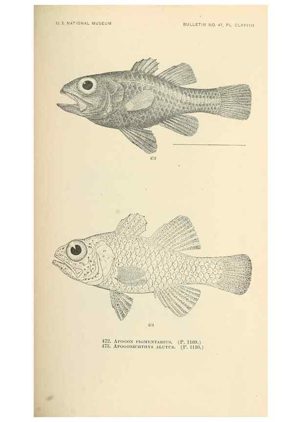 Reproducción/Reproduction 7983464632: The fishes of North and Middle America :. Washington :Smithsonian Institution, United States National Museum,1896-1900.