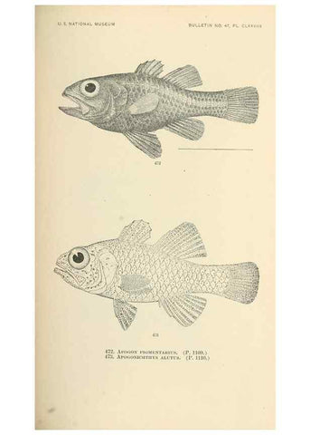 Reproducción/Reproduction 7983464632: The fishes of North and Middle America :. Washington :Smithsonian Institution, United States National Museum,1896-1900.