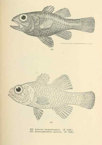 Reproducción/Reproduction 7983464632: The fishes of North and Middle America :. Washington :Smithsonian Institution, United States National Museum,1896-1900.