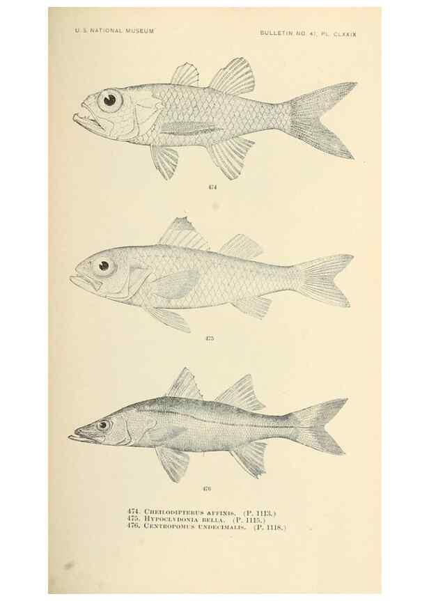 Reproducción/Reproduction 7983460939: The fishes of North and Middle America :. Washington :Smithsonian Institution, United States National Museum,1896-1900.