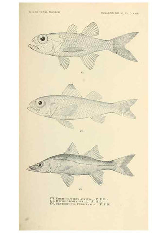 Reproducción/Reproduction 7983460939: The fishes of North and Middle America :. Washington :Smithsonian Institution, United States National Museum,1896-1900.