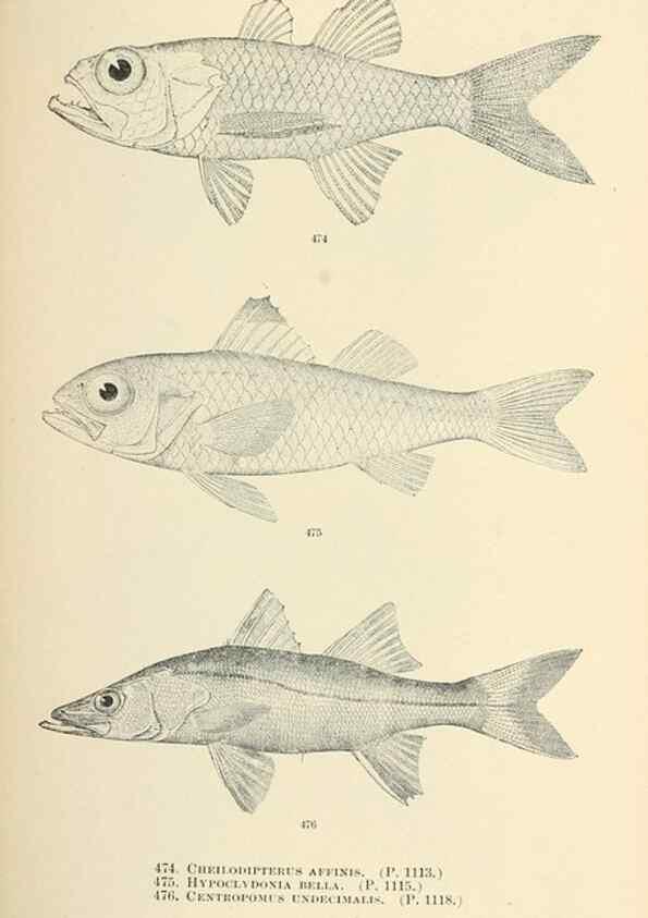 Reproducción/Reproduction 7983460939: The fishes of North and Middle America :. Washington :Smithsonian Institution, United States National Museum,1896-1900.