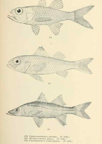 Reproducción/Reproduction 7983460939: The fishes of North and Middle America :. Washington :Smithsonian Institution, United States National Museum,1896-1900.