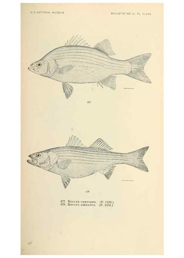 Reproducción/Reproduction 7983465934: The fishes of North and Middle America :. Washington :Smithsonian Institution, United States National Museum,1896-1900.