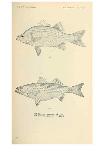 Reproducción/Reproduction 7983465934: The fishes of North and Middle America :. Washington :Smithsonian Institution, United States National Museum,1896-1900.