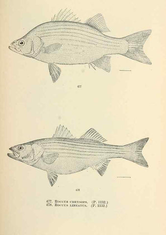 Reproducción/Reproduction 7983465934: The fishes of North and Middle America :. Washington :Smithsonian Institution, United States National Museum,1896-1900.