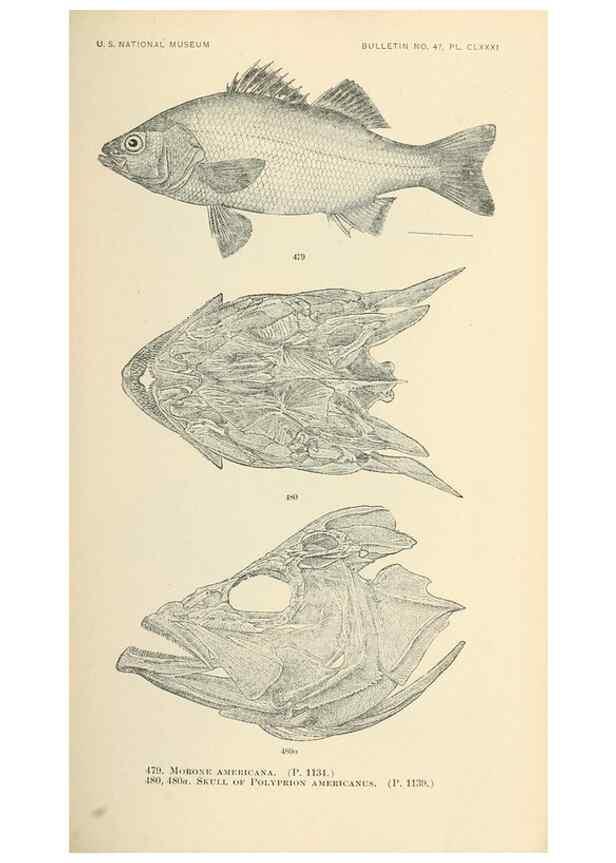 Reproducción/Reproduction 7983466798: The fishes of North and Middle America :. Washington :Smithsonian Institution, United States National Museum,1896-1900.