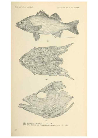 Reproducción/Reproduction 7983466798: The fishes of North and Middle America :. Washington :Smithsonian Institution, United States National Museum,1896-1900.
