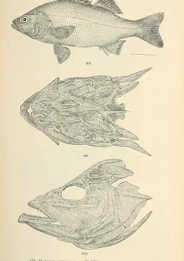 Reproducción/Reproduction 7983466798: The fishes of North and Middle America :. Washington :Smithsonian Institution, United States National Museum,1896-1900.