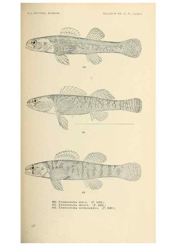 Reproducción/Reproduction 7983461954: The fishes of North and Middle America :. Washington :Smithsonian Institution, United States National Museum,1896-1900.