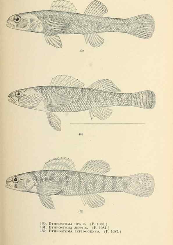Reproducción/Reproduction 7983461954: The fishes of North and Middle America :. Washington :Smithsonian Institution, United States National Museum,1896-1900.