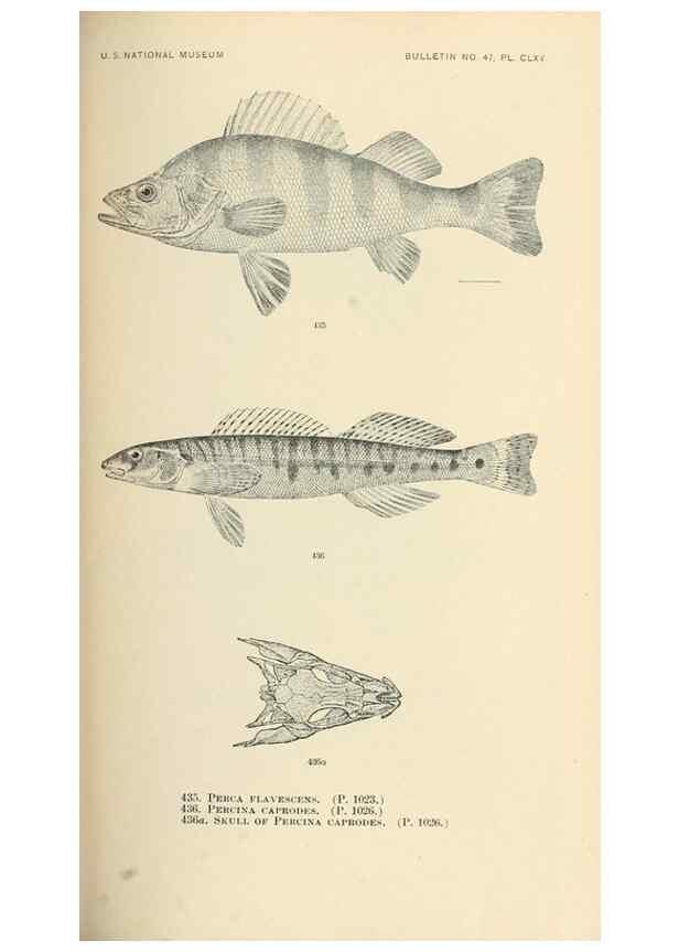 Reproducción/Reproduction 7983456360: The fishes of North and Middle America :. Washington :Smithsonian Institution, United States National Museum,1896-1900.