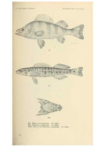 Reproducción/Reproduction 7983456360: The fishes of North and Middle America :. Washington :Smithsonian Institution, United States National Museum,1896-1900.