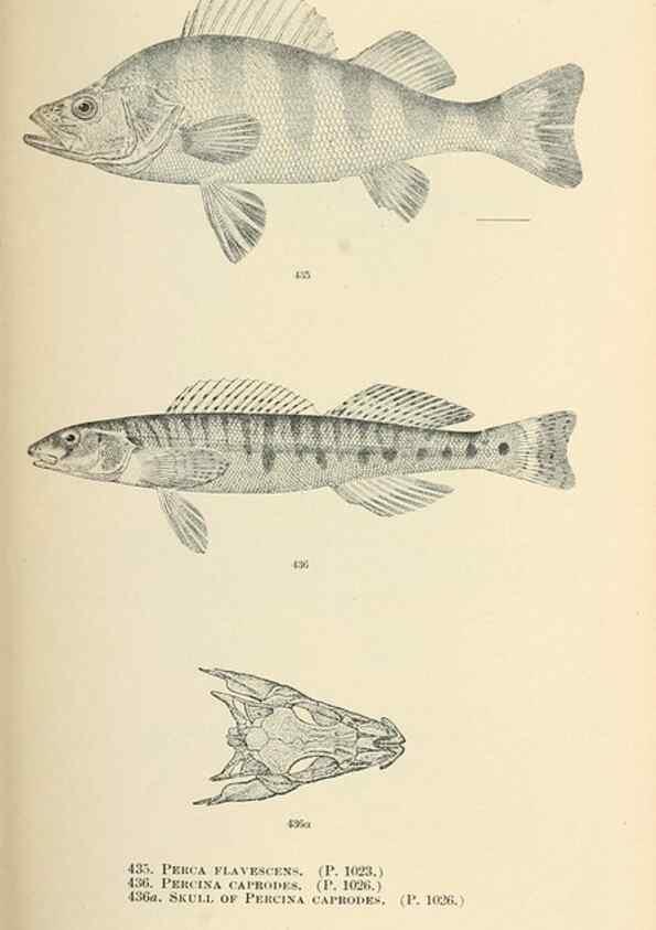 Reproducción/Reproduction 7983456360: The fishes of North and Middle America :. Washington :Smithsonian Institution, United States National Museum,1896-1900.