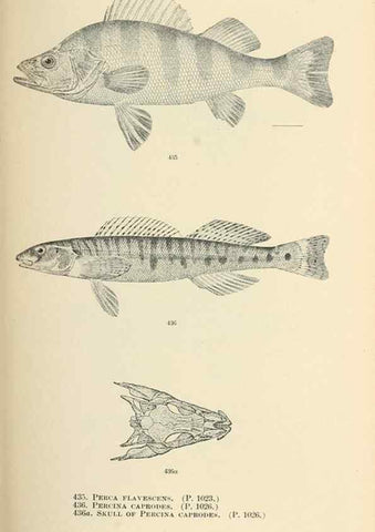 Reproducción/Reproduction 7983456360: The fishes of North and Middle America :. Washington :Smithsonian Institution, United States National Museum,1896-1900.