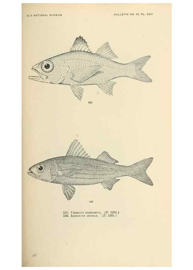 Reproducción/Reproduction 7983480548: The fishes of North and Middle America :. Washington :Smithsonian Institution, United States National Museum,1896-1900.