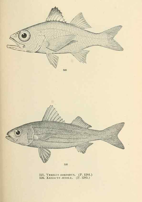 Reproducción/Reproduction 7983480548: The fishes of North and Middle America :. Washington :Smithsonian Institution, United States National Museum,1896-1900.