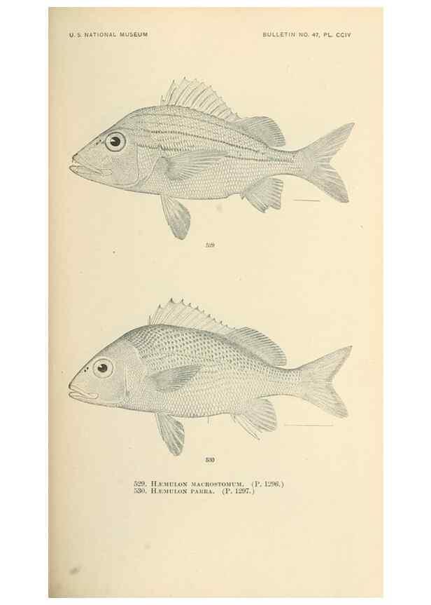 Reproducción/Reproduction 7983481682: The fishes of North and Middle America :. Washington :Smithsonian Institution, United States National Museum,1896-1900.