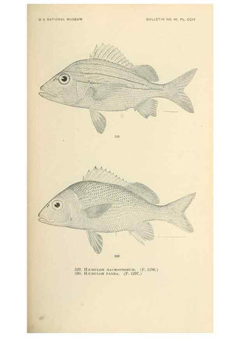 Reproducción/Reproduction 7983481682: The fishes of North and Middle America :. Washington :Smithsonian Institution, United States National Museum,1896-1900.