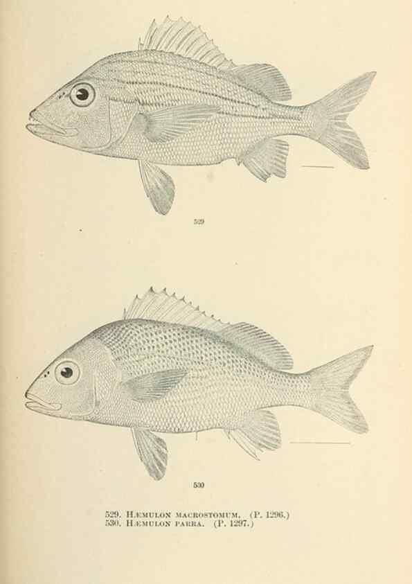 Reproducción/Reproduction 7983481682: The fishes of North and Middle America :. Washington :Smithsonian Institution, United States National Museum,1896-1900.