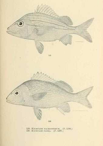 Reproducción/Reproduction 7983481682: The fishes of North and Middle America :. Washington :Smithsonian Institution, United States National Museum,1896-1900.