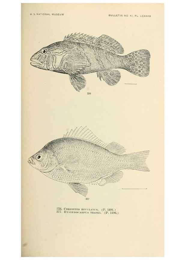 Reproducción/Reproduction 7983494910: The fishes of North and Middle America :. Washington :Smithsonian Institution, United States National Museum,1896-1900.