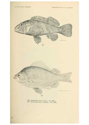 Reproducción/Reproduction 7983494910: The fishes of North and Middle America :. Washington :Smithsonian Institution, United States National Museum,1896-1900.