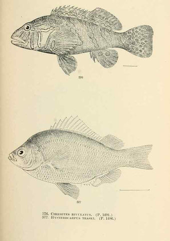 Reproducción/Reproduction 7983494910: The fishes of North and Middle America :. Washington :Smithsonian Institution, United States National Museum,1896-1900.