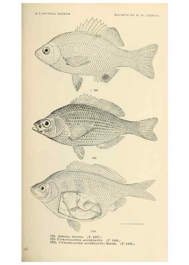 Reproducción/Reproduction 7983495548: The fishes of North and Middle America :. Washington :Smithsonian Institution, United States National Museum,1896-1900.