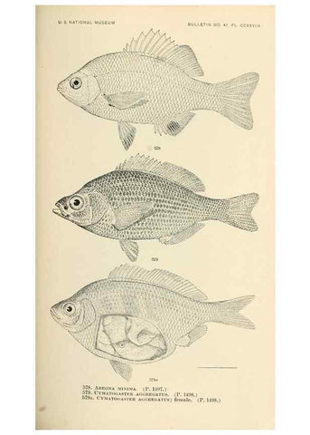Reproducción/Reproduction 7983495548: The fishes of North and Middle America :. Washington :Smithsonian Institution, United States National Museum,1896-1900.