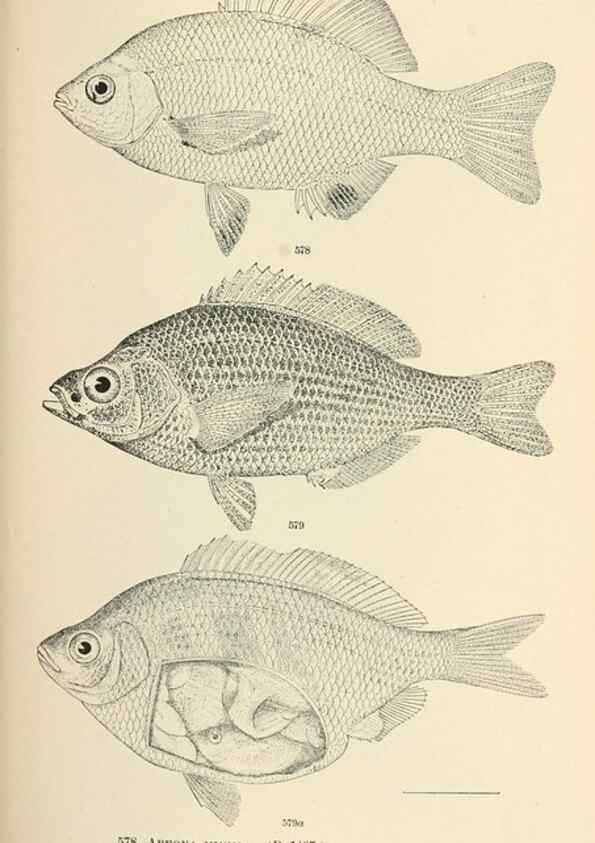 Reproducción/Reproduction 7983495548: The fishes of North and Middle America :. Washington :Smithsonian Institution, United States National Museum,1896-1900.