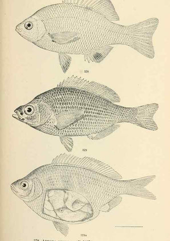 Reproducción/Reproduction 7983495548: The fishes of North and Middle America :. Washington :Smithsonian Institution, United States National Museum,1896-1900.
