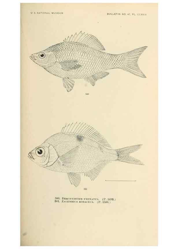 Reproducción/Reproduction 7983491603: The fishes of North and Middle America :. Washington :Smithsonian Institution, United States National Museum,1896-1900.