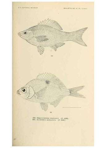 Reproducción/Reproduction 7983491603: The fishes of North and Middle America :. Washington :Smithsonian Institution, United States National Museum,1896-1900.
