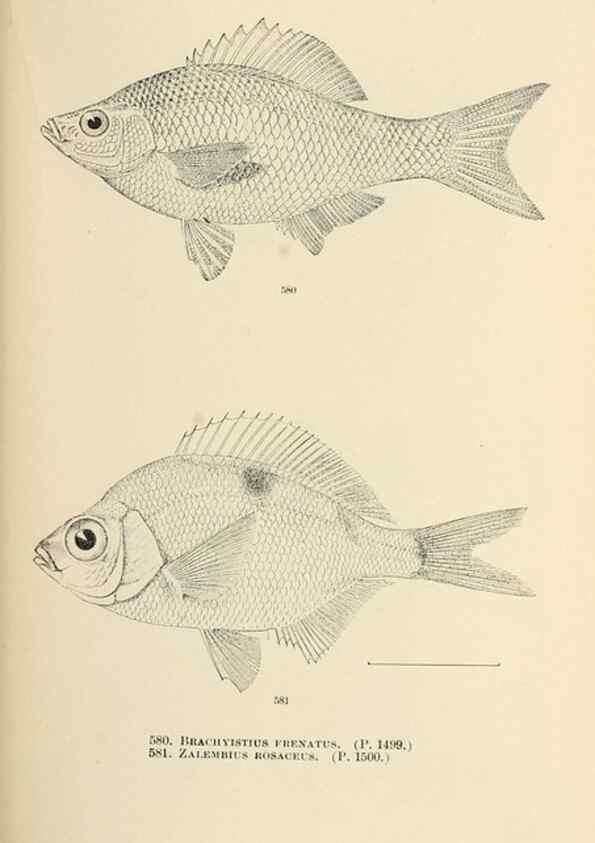 Reproducción/Reproduction 7983491603: The fishes of North and Middle America :. Washington :Smithsonian Institution, United States National Museum,1896-1900.