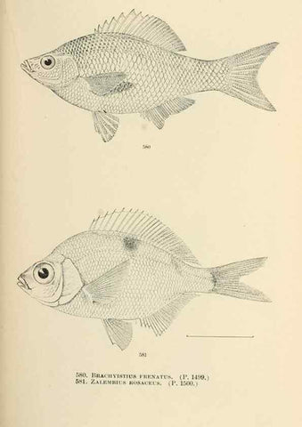 Reproducción/Reproduction 7983491603: The fishes of North and Middle America :. Washington :Smithsonian Institution, United States National Museum,1896-1900.