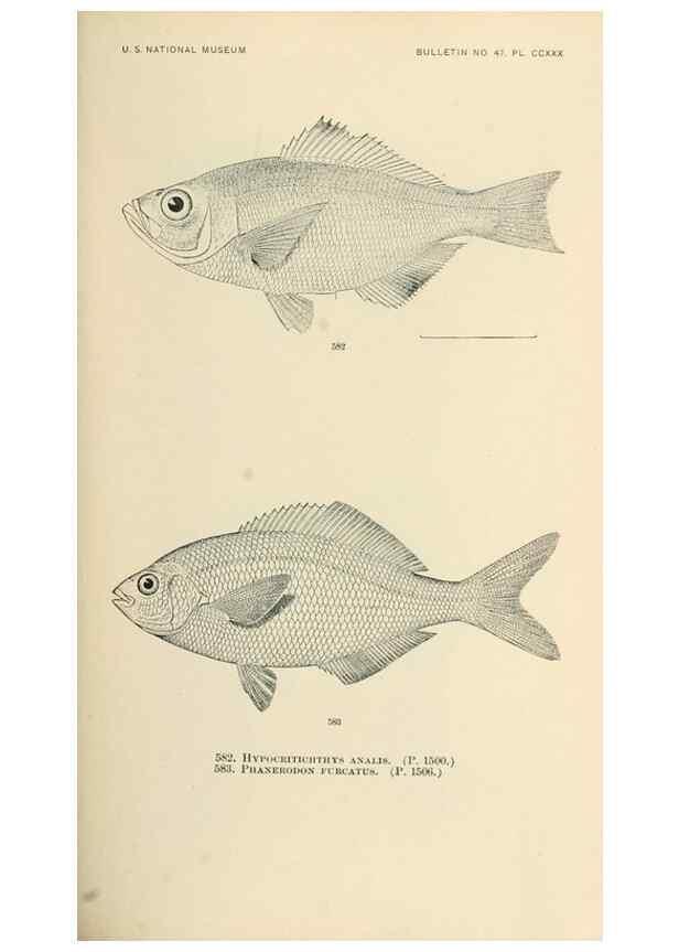 Reproducción/Reproduction 7983496602: The fishes of North and Middle America :. Washington :Smithsonian Institution, United States National Museum,1896-1900.