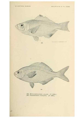 Reproducción/Reproduction 7983496602: The fishes of North and Middle America :. Washington :Smithsonian Institution, United States National Museum,1896-1900.