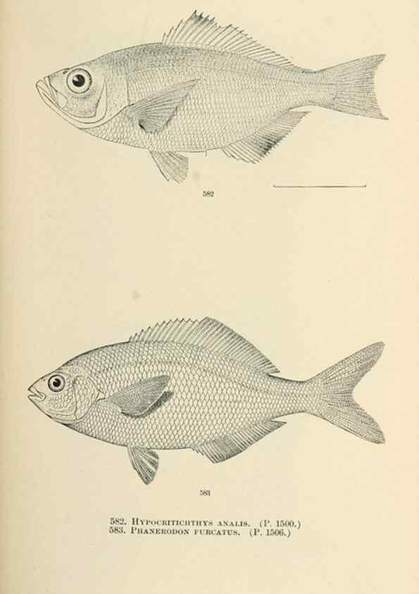 Reproducción/Reproduction 7983496602: The fishes of North and Middle America :. Washington :Smithsonian Institution, United States National Museum,1896-1900.