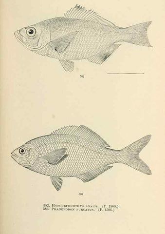 Reproducción/Reproduction 7983496602: The fishes of North and Middle America :. Washington :Smithsonian Institution, United States National Museum,1896-1900.