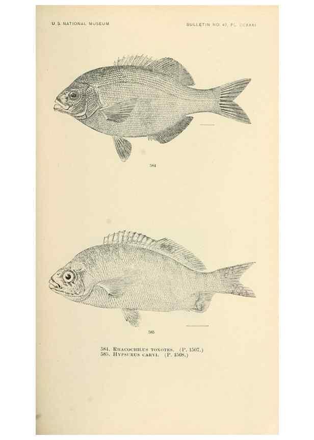 Reproducción/Reproduction 7983497184: The fishes of North and Middle America :. Washington :Smithsonian Institution, United States National Museum,1896-1900.