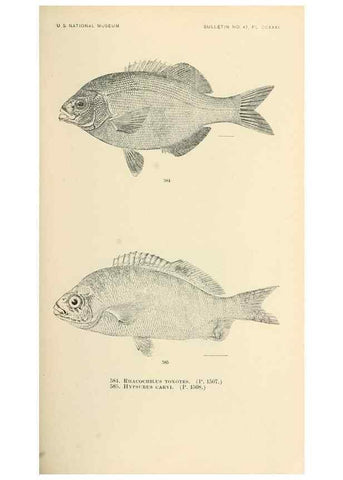 Reproducción/Reproduction 7983497184: The fishes of North and Middle America :. Washington :Smithsonian Institution, United States National Museum,1896-1900.