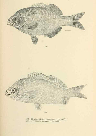 Reproducción/Reproduction 7983497184: The fishes of North and Middle America :. Washington :Smithsonian Institution, United States National Museum,1896-1900.