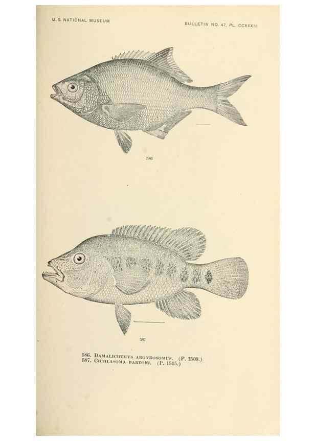 Reproducción/Reproduction 7983497848: The fishes of North and Middle America :. Washington :Smithsonian Institution, United States National Museum,1896-1900.