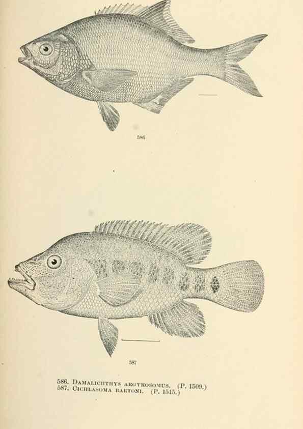 Reproducción/Reproduction 7983497848: The fishes of North and Middle America :. Washington :Smithsonian Institution, United States National Museum,1896-1900.