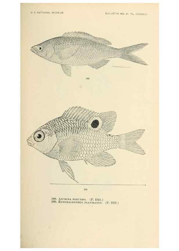 Reproducción/Reproduction 7983493853: The fishes of North and Middle America :. Washington :Smithsonian Institution, United States National Museum,1896-1900.