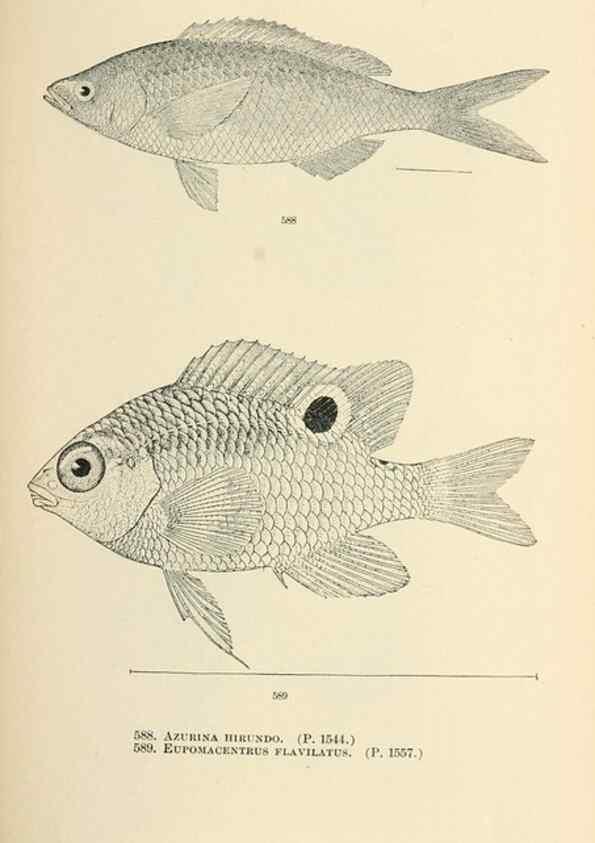 Reproducción/Reproduction 7983493853: The fishes of North and Middle America :. Washington :Smithsonian Institution, United States National Museum,1896-1900.