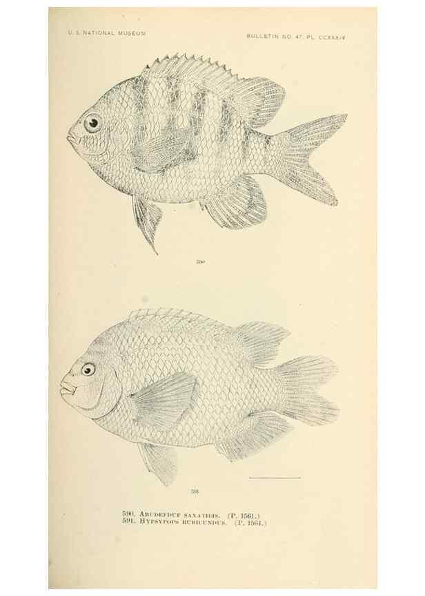 Reproducción/Reproduction 7983494459: The fishes of North and Middle America :. Washington :Smithsonian Institution, United States National Museum,1896-1900.